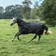 Bucas Irish Turnout 300 gram winterdeken incl. hals